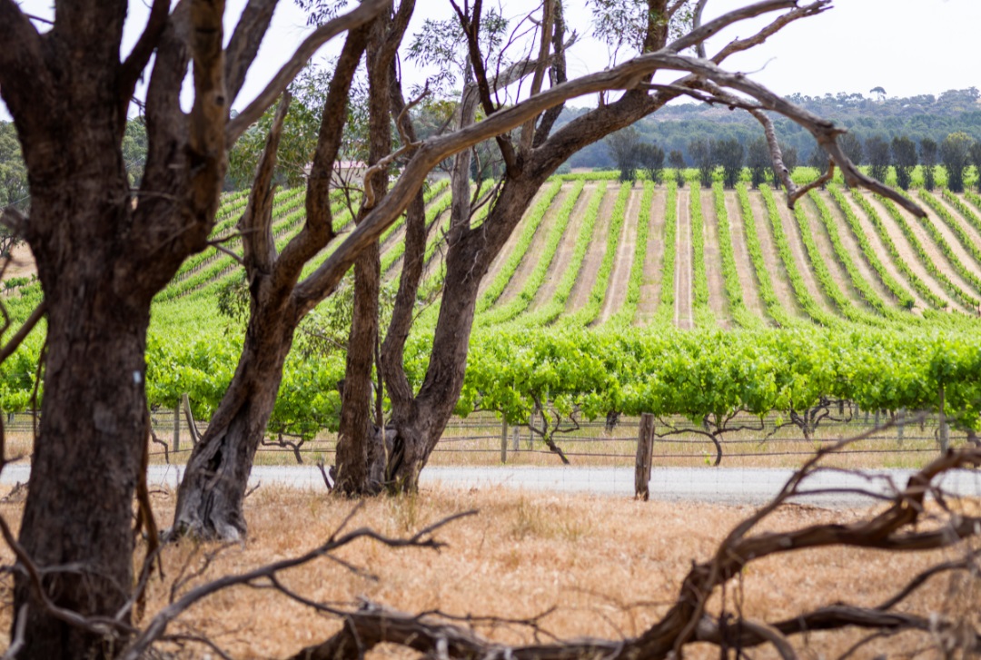 https://www.vinocorpperu.com/images/bodegas/darenberg/native scrub-min.jpg